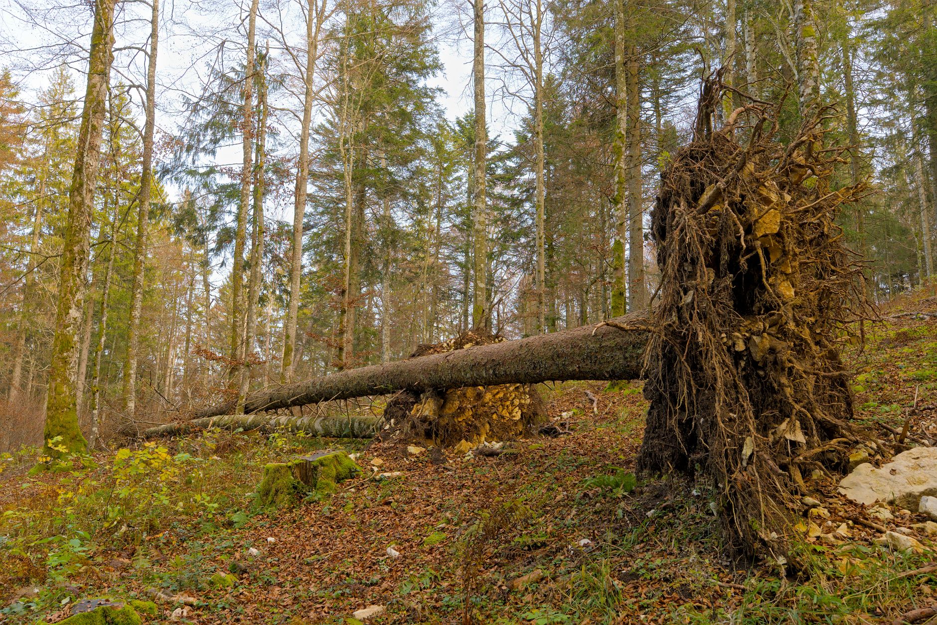 Enlèvement Arbre Urgence Abbeville